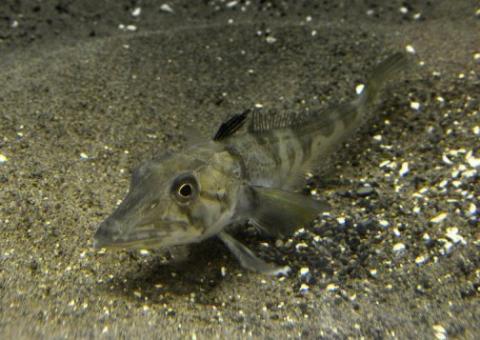 Aquário de Tóquio exibe peixe com sangue transparente